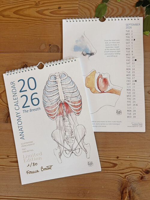 2026 Anatomy Calendar - The Breath - size A4 - LIMITED EDITION