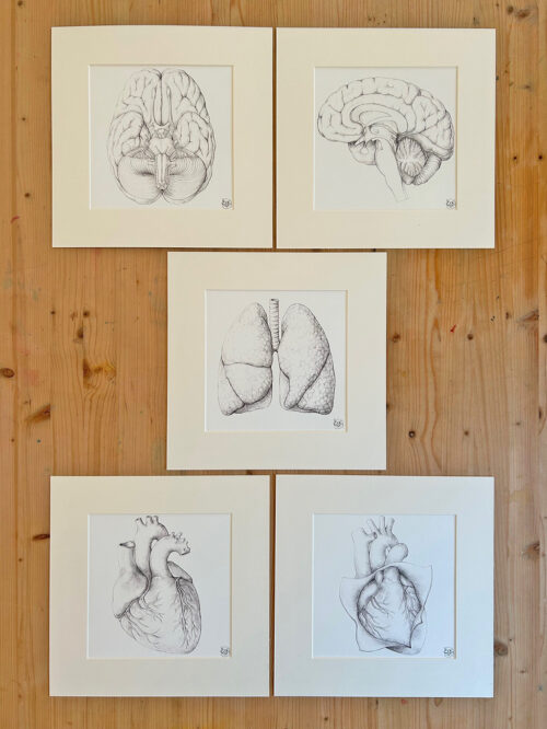 Anatomy prints on textured paper with mount board