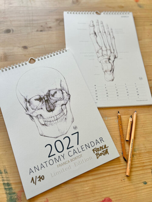 2027 Anatomy Calendar - size A4 - LIMITED EDITION
